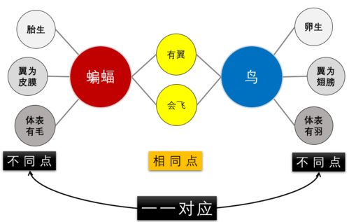 运用 思维可视化 工具创作精品课程资源,令人赞叹